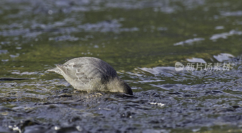 美国北斗七星(Cinclus mexicanus)，也被称为水乌泽，在黄石国家公园发现。在河里捕食小昆虫。